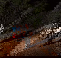 Alice Springs Desert Park Nocturnal Tour - Newcastle Accommodation