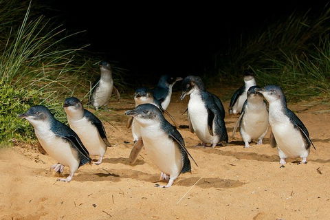 Small Group - Phillip Island Hike & Penguin Parade Day Tour From Melbourne - Newcastle Accommodation 1