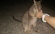 Private Tour To Paronella Park, Historic Village Herberton And Wild Life Wallaby - thumb 0