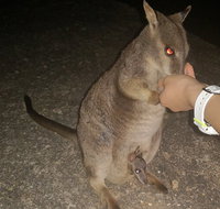 Private Tour to Paronella Park Historic Village Herberton and wild life Wallaby