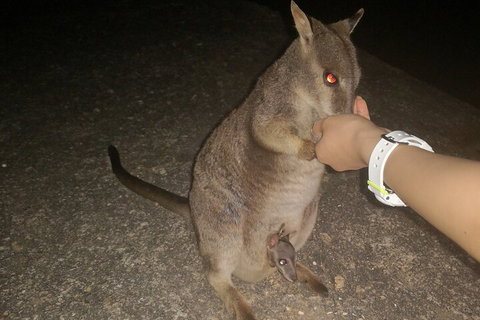 Private Tour To Paronella Park, Historic Village Herberton And Wild Life Wallaby - Newcastle Accommodation 0