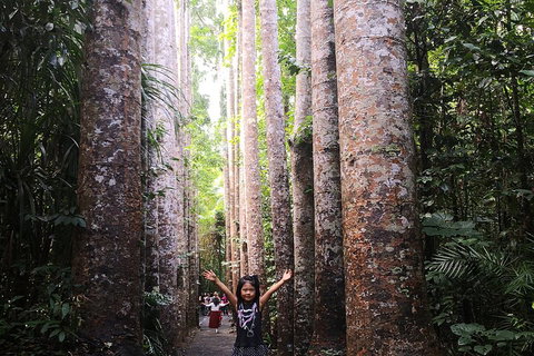 Private Tour To Paronella Park, Historic Village Herberton And Wild Life Wallaby - Newcastle Accommodation 2