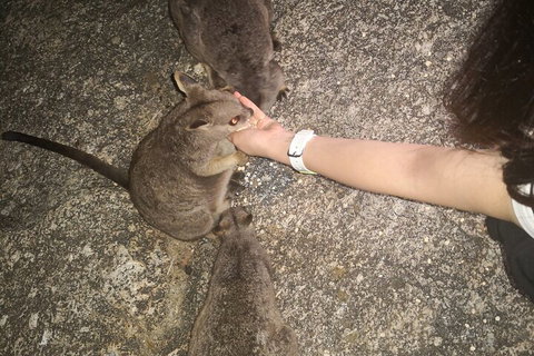 Private Tour To Paronella Park, Historic Village Herberton And Wild Life Wallaby - Newcastle Accommodation 4