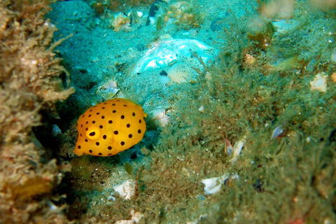 Wave Break Island Scuba Diving On The Gold Coast - New Castle Tourism 3