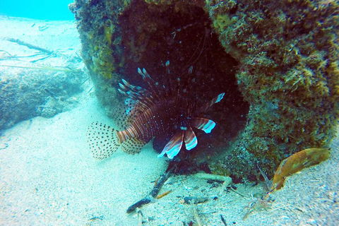 Wave Break Island Scuba Diving On The Gold Coast - New Castle Tourism 5