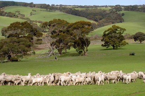 Kangaroo Island Luxury Small Group 'Island Life' Full Day Tour - Newcastle Accommodation 1