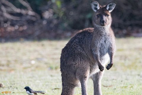 Kangaroo Island Luxury Small Group 'Island Life' Full Day Tour - Newcastle Accommodation 2