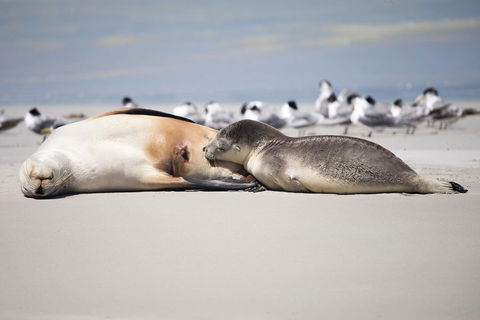 Kangaroo Island Luxury Small Group 'Island Life' Full Day Tour - Newcastle Accommodation 5