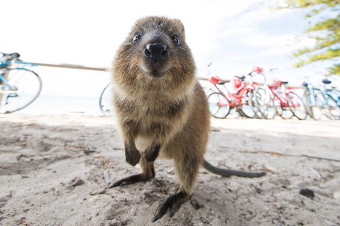 Rottnest Island Round-Trip Ferry From Perth Or Fremantle - Newcastle Accommodation 3