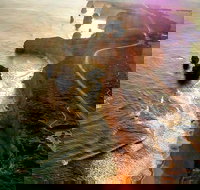 Full-Day Great Ocean Road and 12 Apostles Sunset Tour from Melbourne - New Castle Tourism