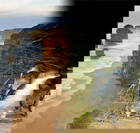 Melbourne Super Saver Great Ocean Road  Phillip Island  Attraction Pass - New Castle Tourism