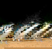 Puffing Billy Moonlit Sanctuary  Penguins Day Tour - New Castle Tourism