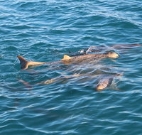 Roebuck Bay Snubfin Dolphin Cruise
