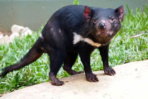 Kuranda Highlights Including Rainforestation Aboriginal Culture And Wildlife - Newcastle Accommodation 3