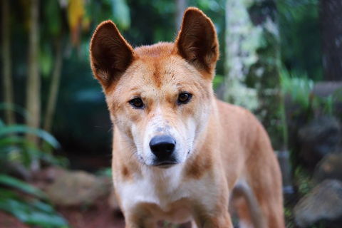 Kuranda Highlights Including Rainforestation Aboriginal Culture And Wildlife - Newcastle Accommodation 4