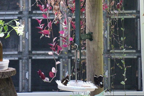 Australian Butterfly Sanctuary- Virtual Interactive Tour With Private Guide - Newcastle Accommodation 1