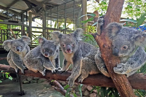 Best Of Kuranda Including Skyrail, Kuranda Scenic Railway And Rainforestation - New Castle Tourism 4