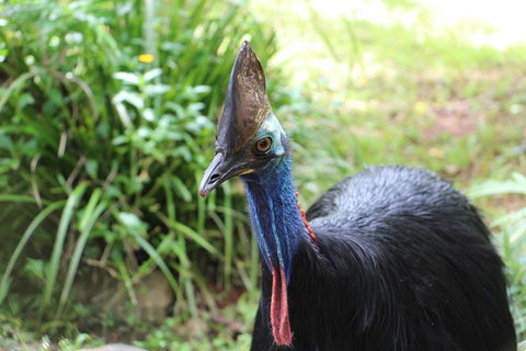 Kuranda Rainforestation Nature Park Ticket (BNP) - Newcastle Accommodation 3