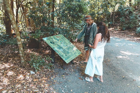 Springbrook AndTamborine Rainforest Tour Incl Natural Bridge And Glow Worm Cave - Newcastle Accommodation 5