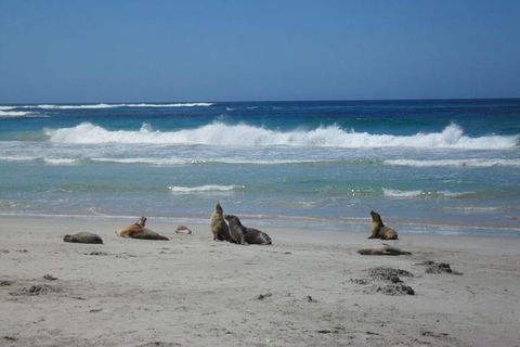 Kangaroo Island In A Day Tour From Adelaide - Newcastle Accommodation 1