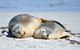 NEW TOUR - Kangaroo Island Road To Recovery Tour (1 Day/1 Night) - thumb 1