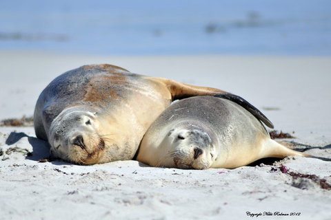 NEW TOUR - Kangaroo Island Road To Recovery Tour (1 Day/1 Night) - Newcastle Accommodation 1