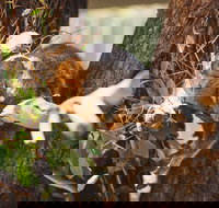 Melbourne City Tour and Phillip Island in One Day - New Castle Tourism