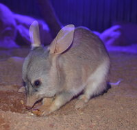 Kuranda Wildlife Experience Three Attraction Pass