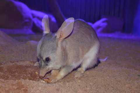Kuranda Wildlife Experience Three Attraction Pass - Newcastle Accommodation 0