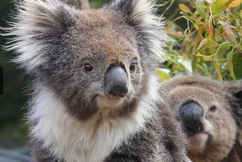 Kuranda Koala Gardens General Entry Ticket - Newcastle Accommodation 1