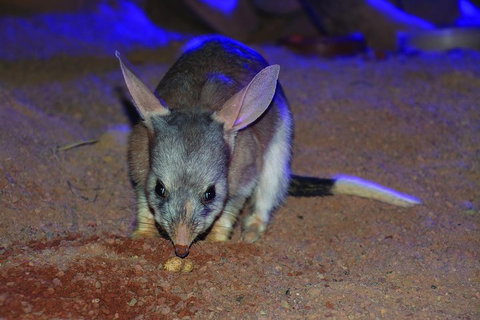 Kuranda Koala Gardens General Entry Ticket - Newcastle Accommodation 3