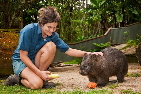 Kuranda Koala Gardens General Entry Ticket - Newcastle Accommodation 4