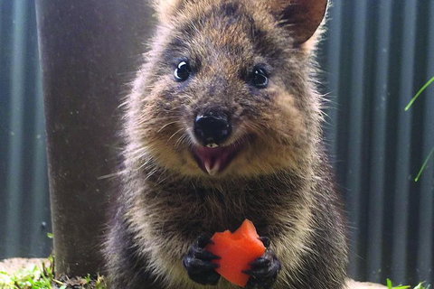 Kuranda Koala Gardens General Entry Ticket - Newcastle Accommodation 5