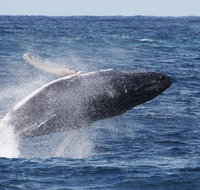 Whale Watching by Sea World Cruises - Newcastle Accommodation