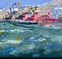 Outer Reef Pontoon Experience from Cairns - New Castle Tourism