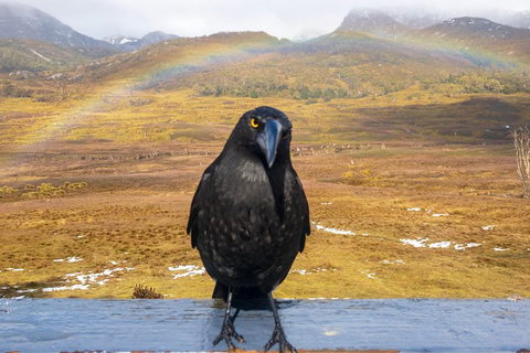 Cradle Mountain Park Explorer Guided Tour - New Castle Tourism 2