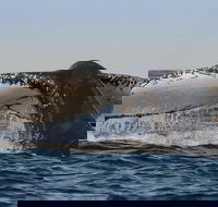 Sydney Whale-Watching Cruise Including Lunch or Breakfast - New Castle Tourism