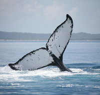 Hervey Bay Whale Watching Cruise - Newcastle Accommodation