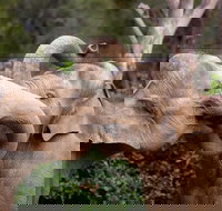 Melbourne Zoo General Entry Ticket - New Castle Tourism