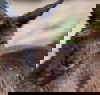 Australian Wildlife Tour at Melbourne Zoo Ticket - New Castle Tourism