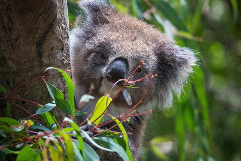 Australian Wildlife Tour At Melbourne Zoo Ticket - New Castle Tourism 1