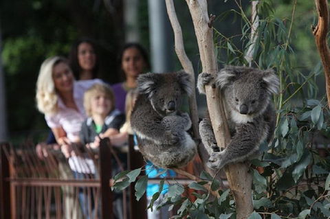 Australian Wildlife Tour At Melbourne Zoo Ticket - New Castle Tourism 2