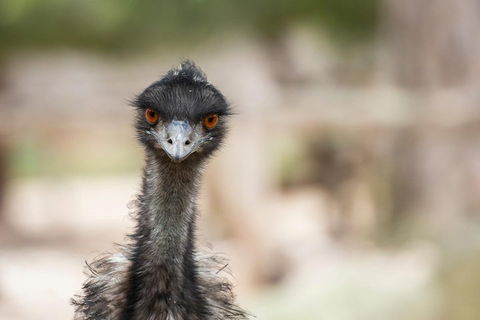 Australian Wildlife Tour At Melbourne Zoo Ticket - New Castle Tourism 3