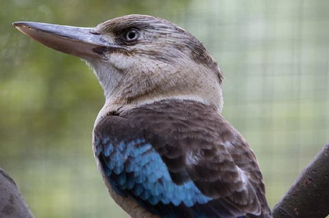 Australian Wildlife Tour At Melbourne Zoo Ticket - New Castle Tourism 4