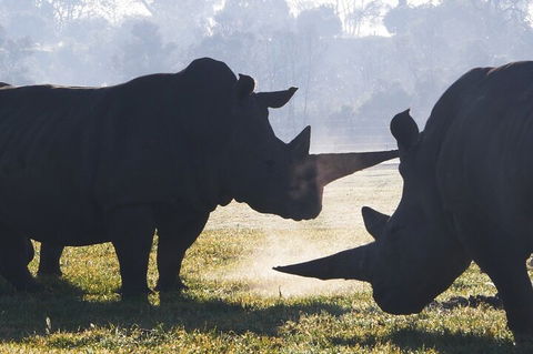 Early Morning Savannah Experience - Newcastle Accommodation 1