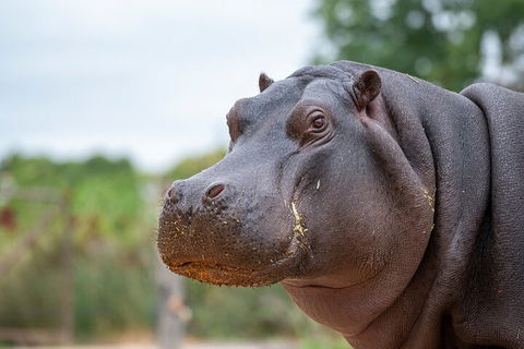 Early Morning Savannah Experience - Newcastle Accommodation 2