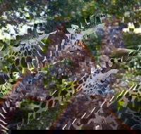 Werribee Open Range Zoo General Admission Ticket - New Castle Tourism