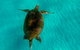 2-Day Moreton Island Tour From Brisbane Or Gold Coast With Optional Nighttime Kayaking - thumb 5