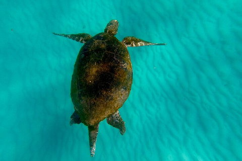 2-Day Moreton Island Tour From Brisbane Or Gold Coast With Optional Nighttime Kayaking - Newcastle Accommodation 5