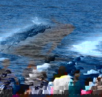 Tangalooma Island Resort Whale Watching Day Cruise - Newcastle Accommodation